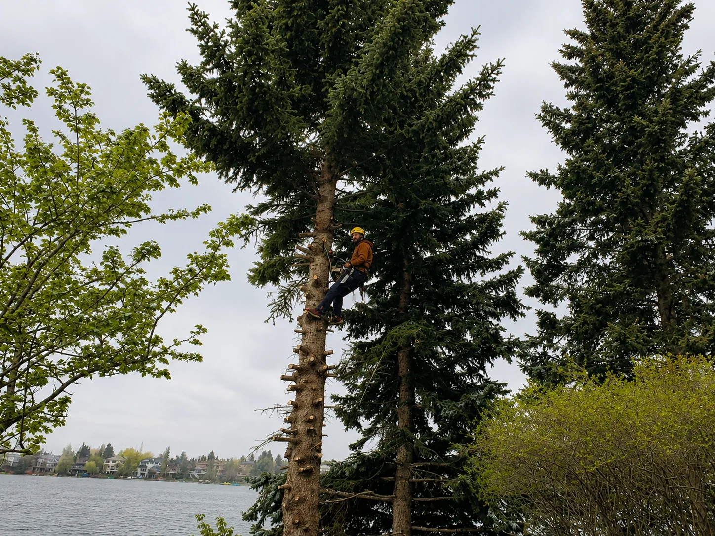 Tree before trimming by Somerset Lawn and Snow