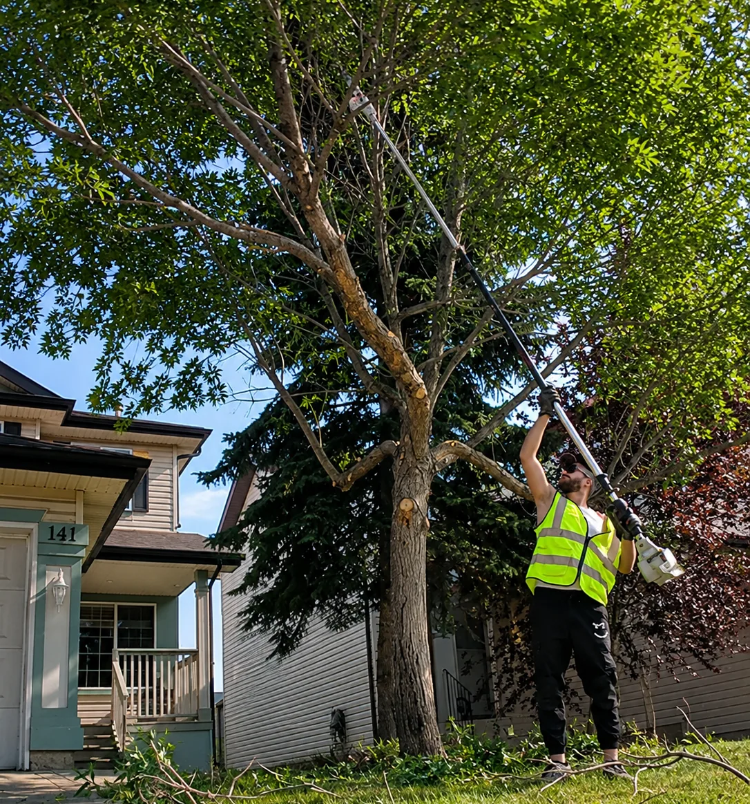 Tree trimming